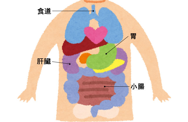 内臓