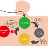 アルギニンとシトルリンはどっちを摂ると精力増強につながるのか？